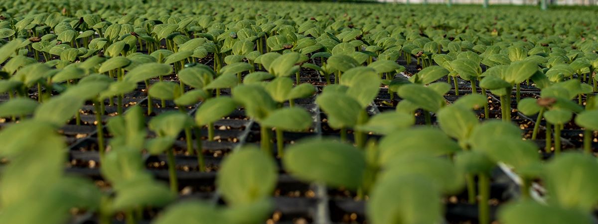 Buca Yesil Dokusunu Kendi Uretiyor